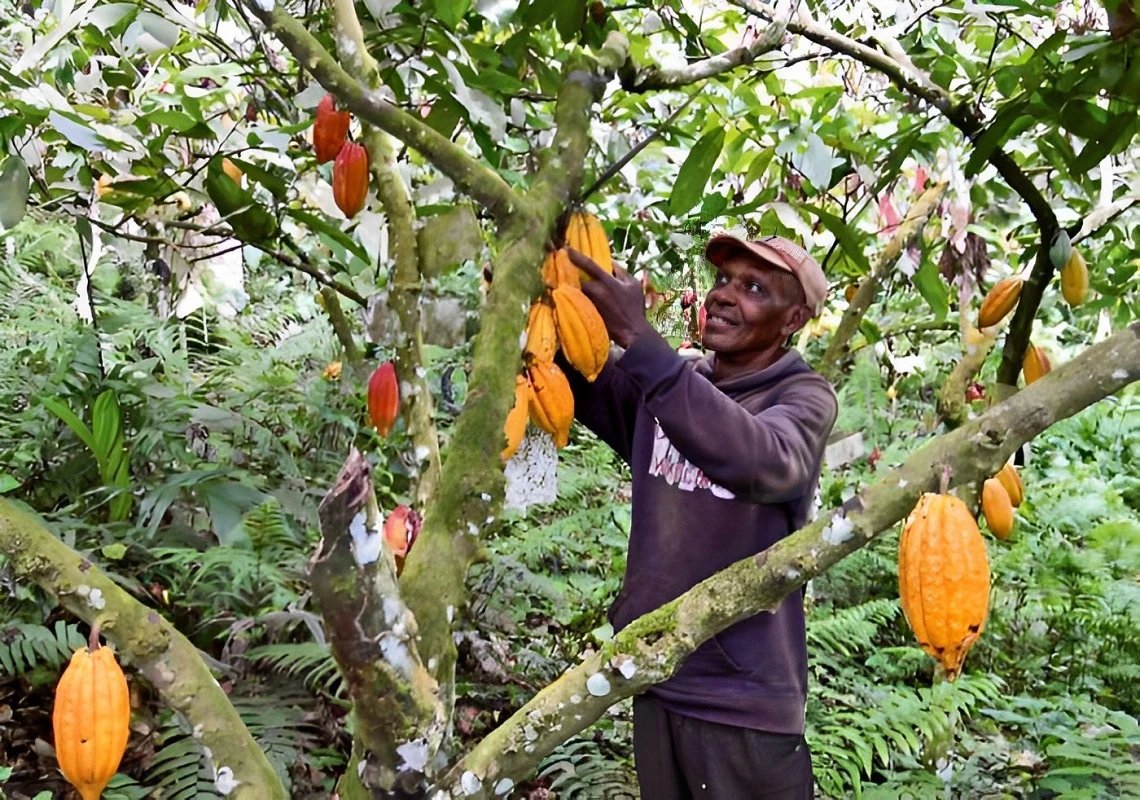 Côte d’Ivoire : l’agriculture échappe largement à l’impôt sur les bénéfices