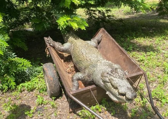 Burkina Faso/Mare aux crocodiles sacrés de Bazoulé : le plus vieux crocodile est décédé à 90 ans