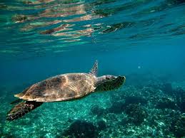 Madagascar : lancement du projet « Aro Fano » pour la protection des tortues marines et des herbiers