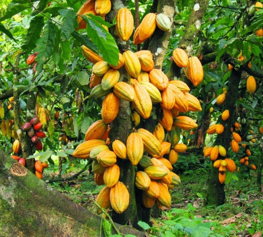 Côte d’Ivoire : chute du prix du Cacao : l’interprofession appelle à poursuivre le dialogue avec l’Etat.